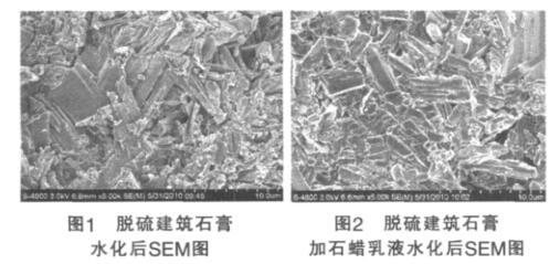 脫硫建筑石膏 水化后 SEM 圖