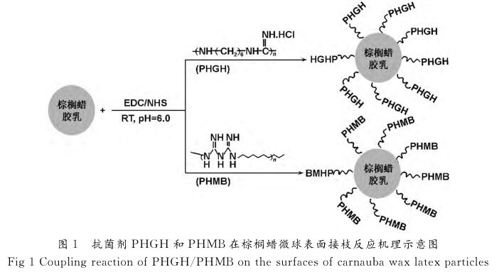 抗菌劑ＰＨＧＨ 和ＰＨＭＢ在棕櫚蠟微球表面接枝反應(yīng)機(jī)理示意圖