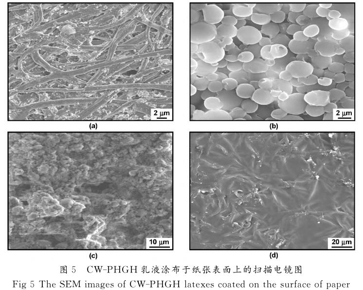 ＣＷ － ＰＨＧＨ 乳液涂布于紙張表面上的掃描電鏡圖